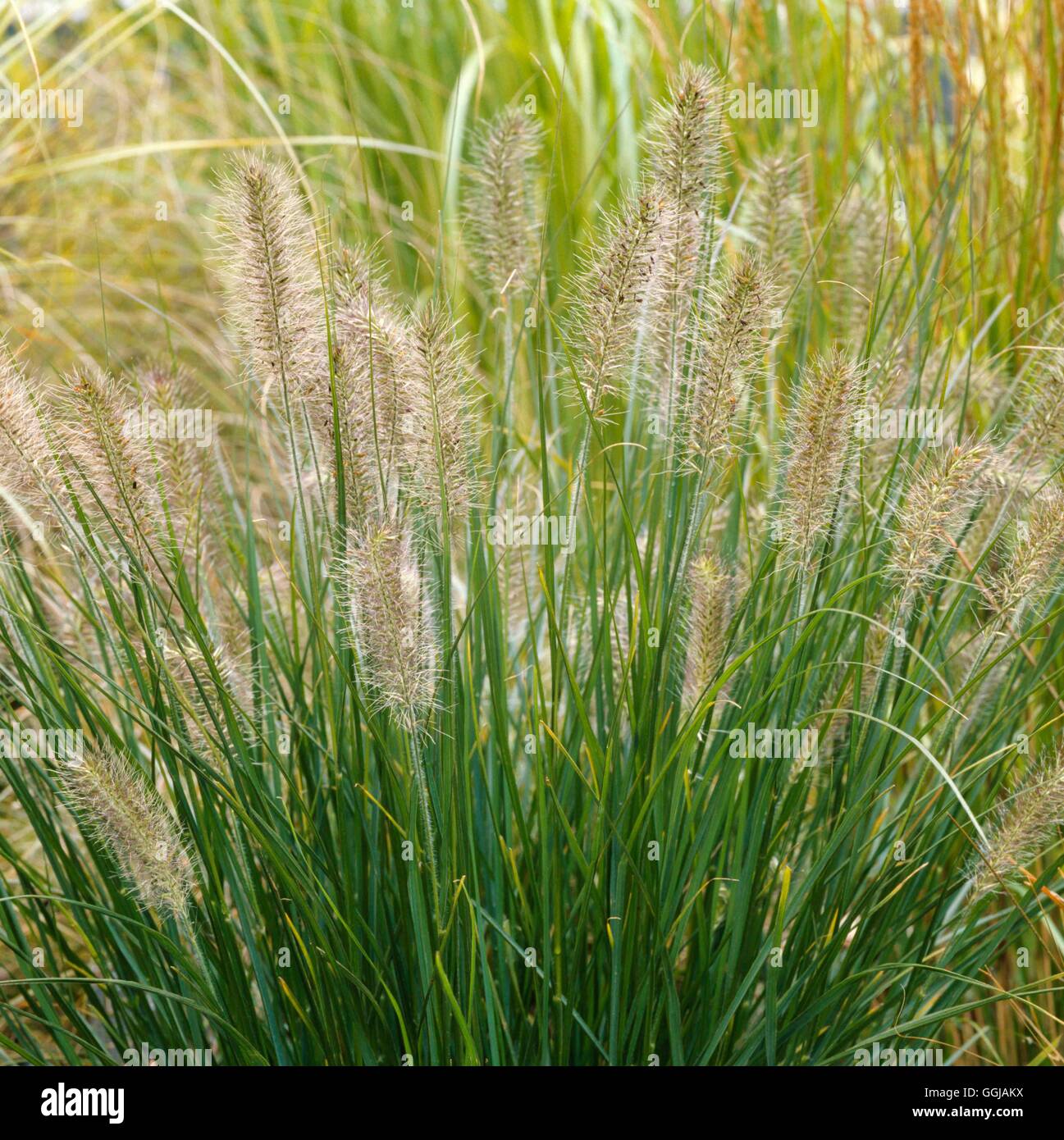 Pennisetum alopecuroides - `Hameln'   GRA058299 Stock Photo